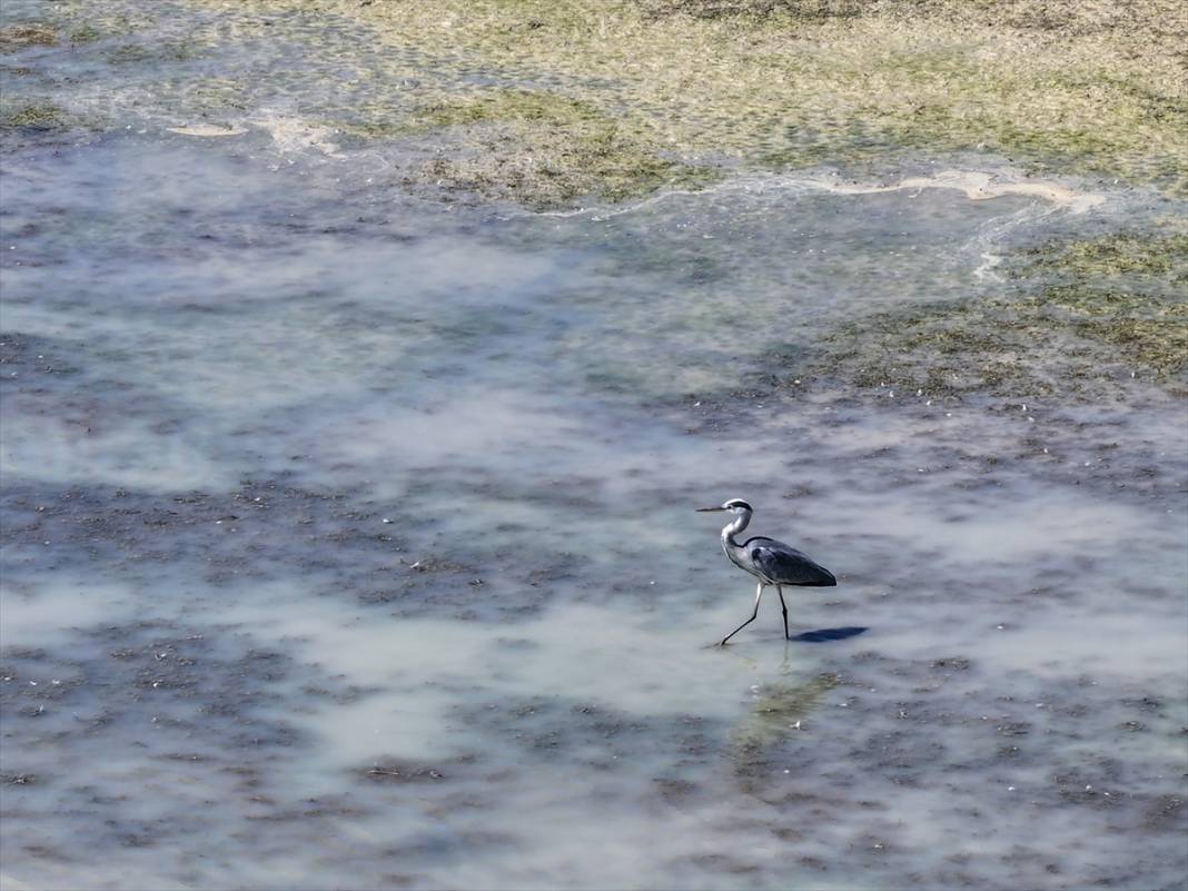 Rakamlar hiç bu kadar korkutmamıştı! Konya çölleşiyor 29